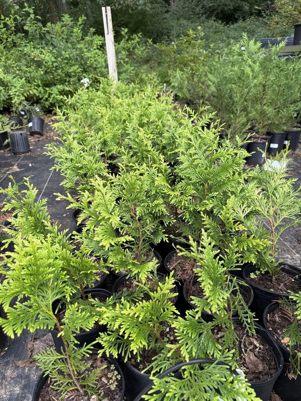 Rows of potted Green Giant arborvitae on the nursery benches