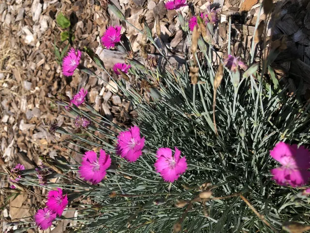 Firewitch Dianthus