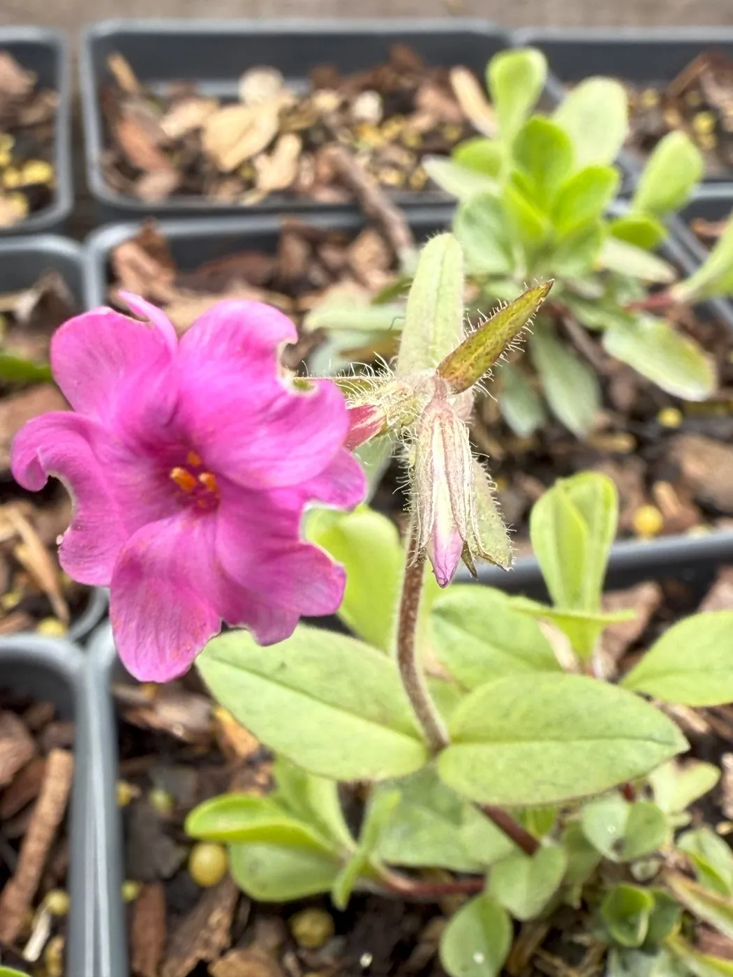 A pink bloom among the nursery pots